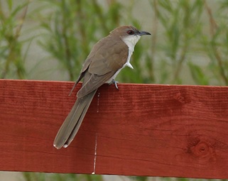 Black-billed Cuckoo