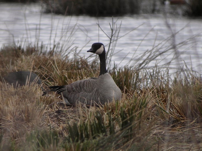 Canada goose outlet bilbao weather